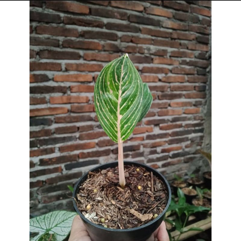 aglonema JT 2000 nempel bonggol