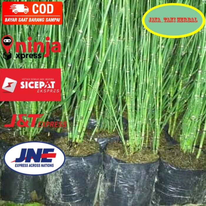 TANAMAN BAMBU AIR HIASAN ELEGANT DEPAN RUMAH Order di jaya_tani herbal