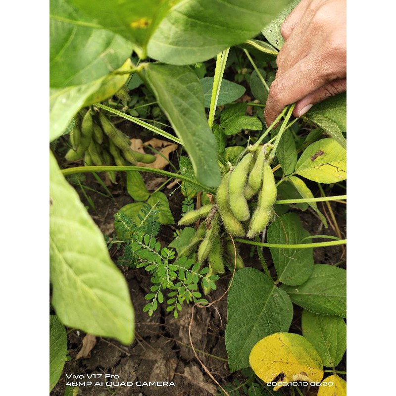 

Edamame fresh grade A