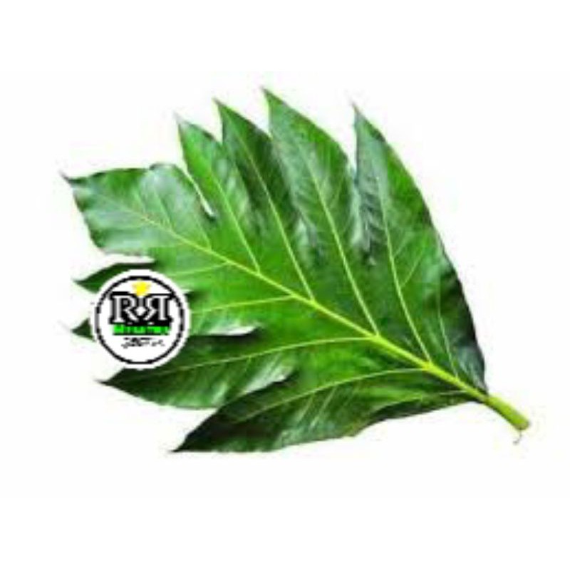 

daun sukun segar dan berkualitas 1kg