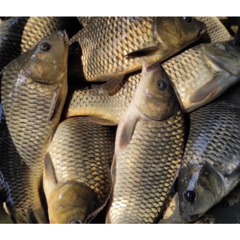 

ikan emas mas air tawar segar murah