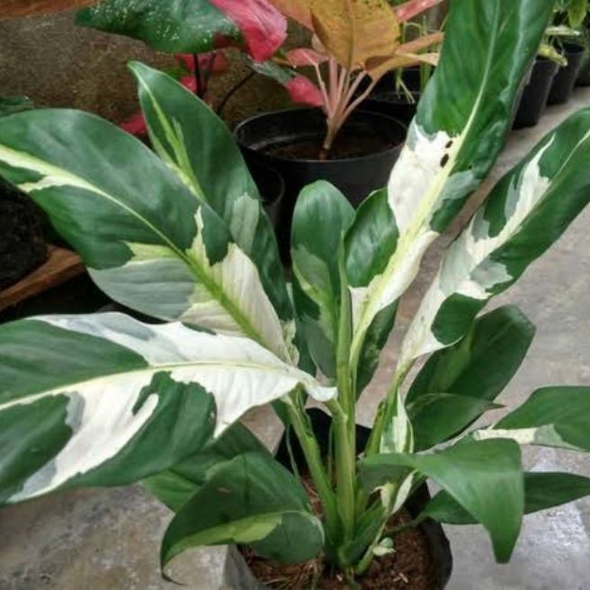 Tanaman Hias Peace Lilly Variegata- spathiphyllum - Taneman Hidup-Bunga Hidup Murah Hiasan Taman