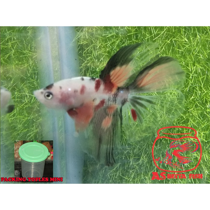 Betta Splendens - Cupang Hias Halfmoon Nemo