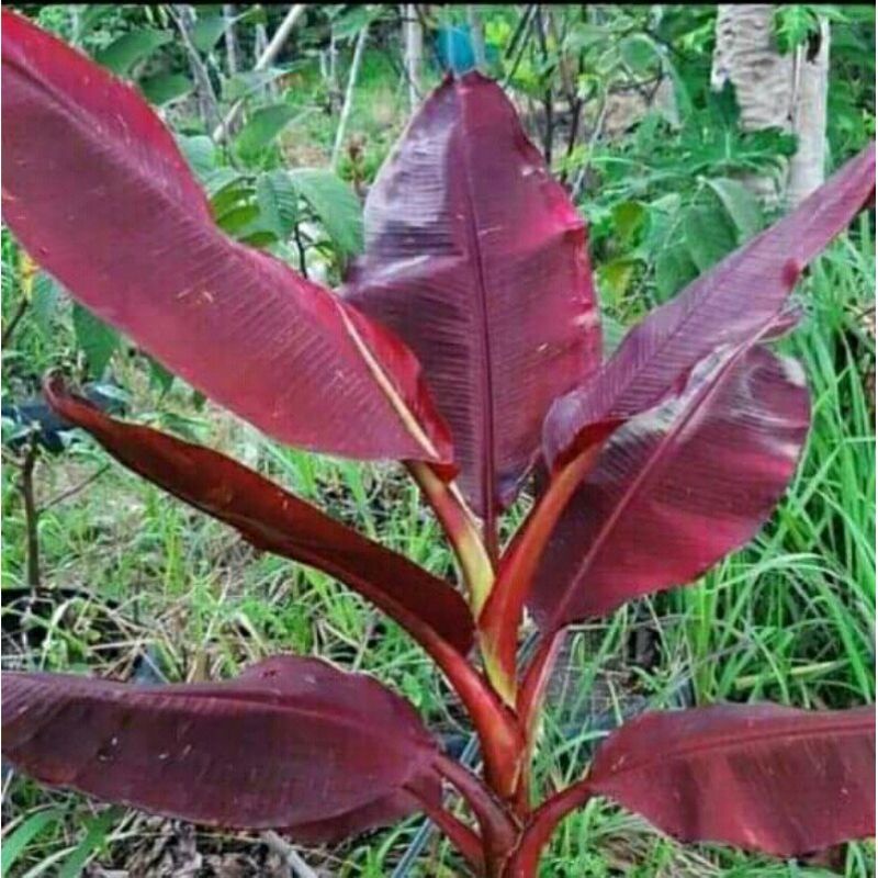 tanaman hias bonggol pisang varigata  coklat