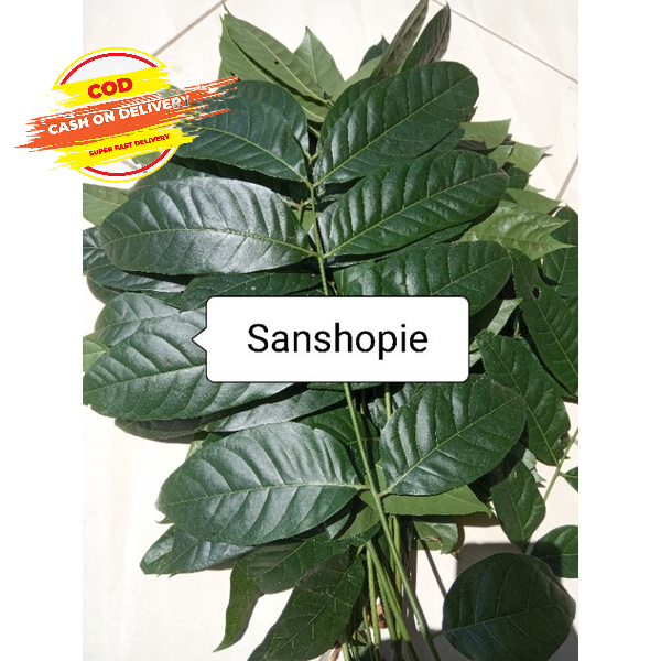 

Daun mahoni segar per 500 gram