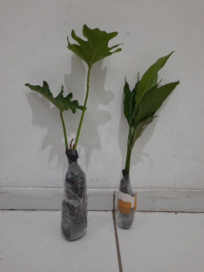 Paket Tanamn Hias Sirih Gading - Paket 4 Tanamn Hias Sirih Gading