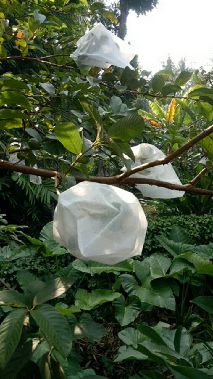 Fruit Cover / Brongsong Buah (xxl) Eceran (isi 10 Lembar)