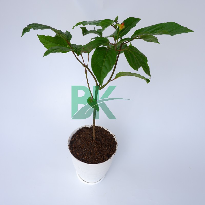 Kenanga kuning (Cananga odorata)  wangi - Bibit bunga kenanga kuning - BAKUL KEMBANG