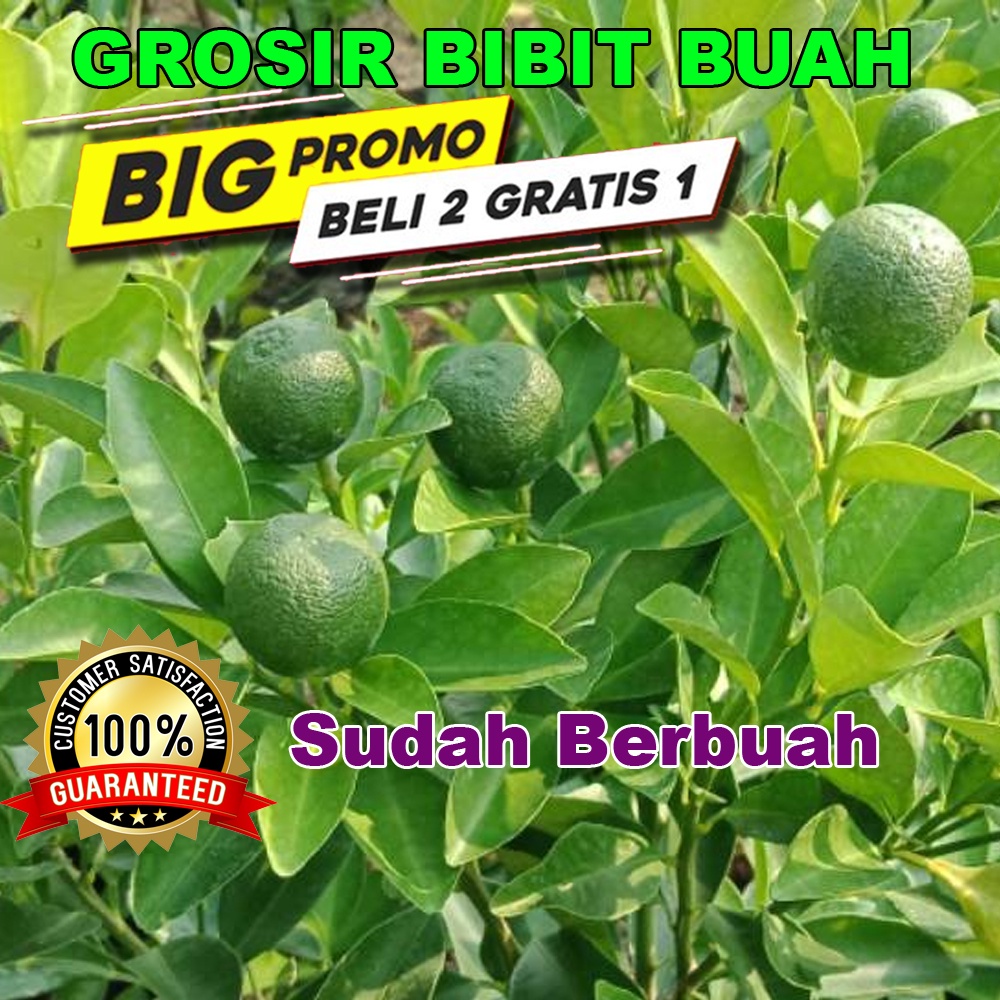 Jual Bibit Jeruk Kasturi Sudah Berbuah Pohon Buah Kasturi Berbuah Indonesiashopee Indonesia 1558