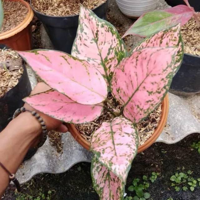 Tanaman hias aglonema valentine / aglonema valentine / aglaonema valentine - tanaman hias aglonema
