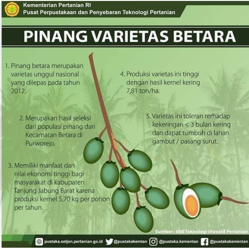 BIBIT PINANG BETARA