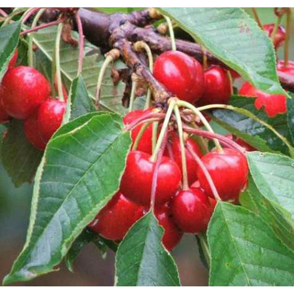 Bibit Tanaman Buah Barbados Cherry Ceri Shopee Indonesia