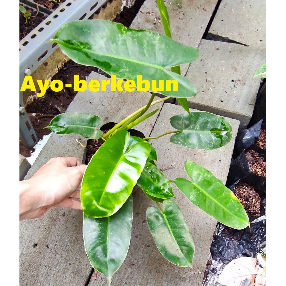 Tanaman Hias Philodendron burlemarx / Philodendron burle marx / Philodendron brekele Philo Burlemarx