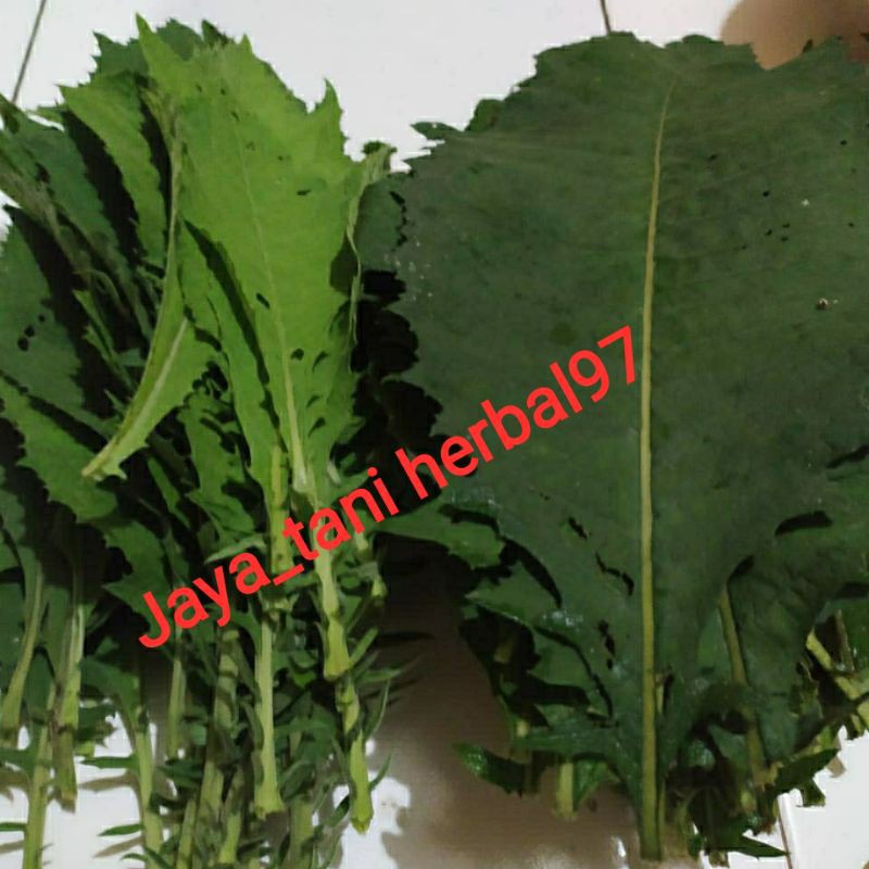 

Daun sembung fresh obat herbal