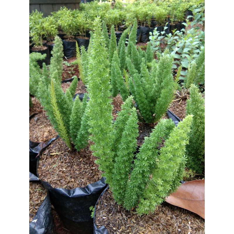 tanaman hias ekor tupai-tanaman ekor tupai-pohon ekor tupai