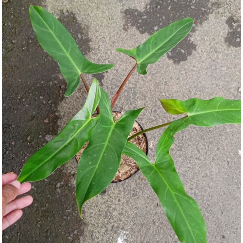 TANAMAN HIAS PHILODENDRON MAXICANUM TANAMAN BUNGA PHILO CANTIK TANAMAN MURAH