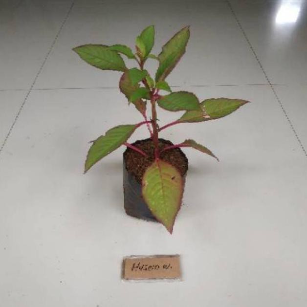 BIBIT GINSENG MERAH KOREA TANAMAN GINSENG MERAH KOREA G3P