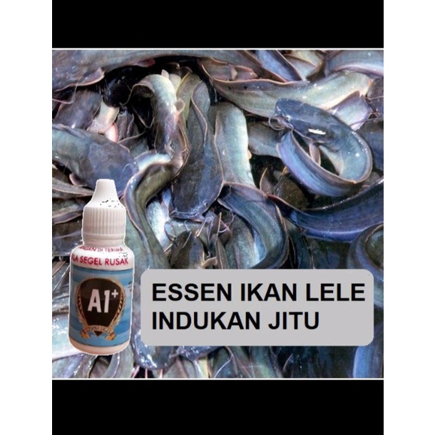 Essen ikan lele indukan jitu