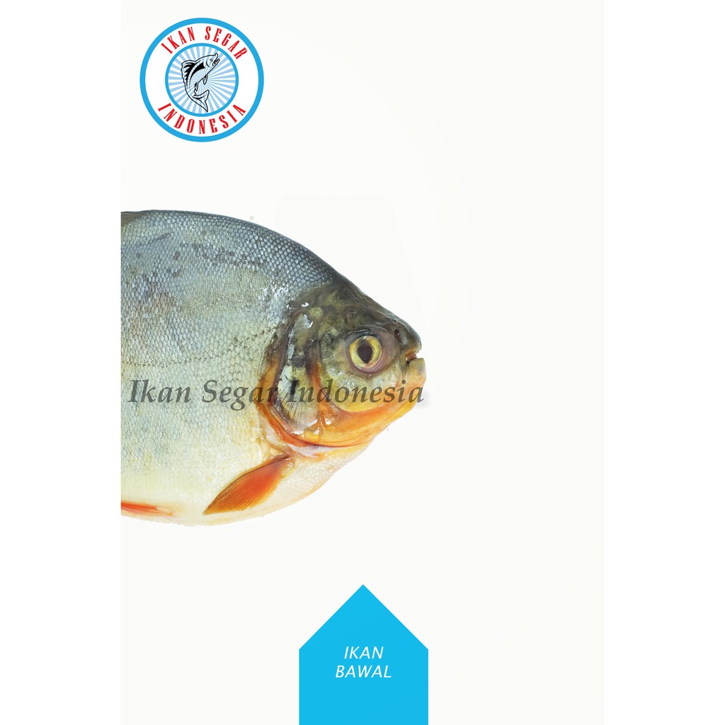 

IKAN BAWAL MERAH (TAWAR)/ 4-6 Ekor/ 900-1000 gr
