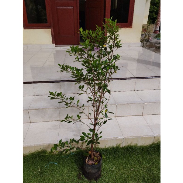Kimeng bibit bonsai Ukuran besar 90-100 cm