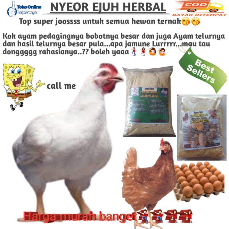 

jamu ayam petelur nyeor ejuh