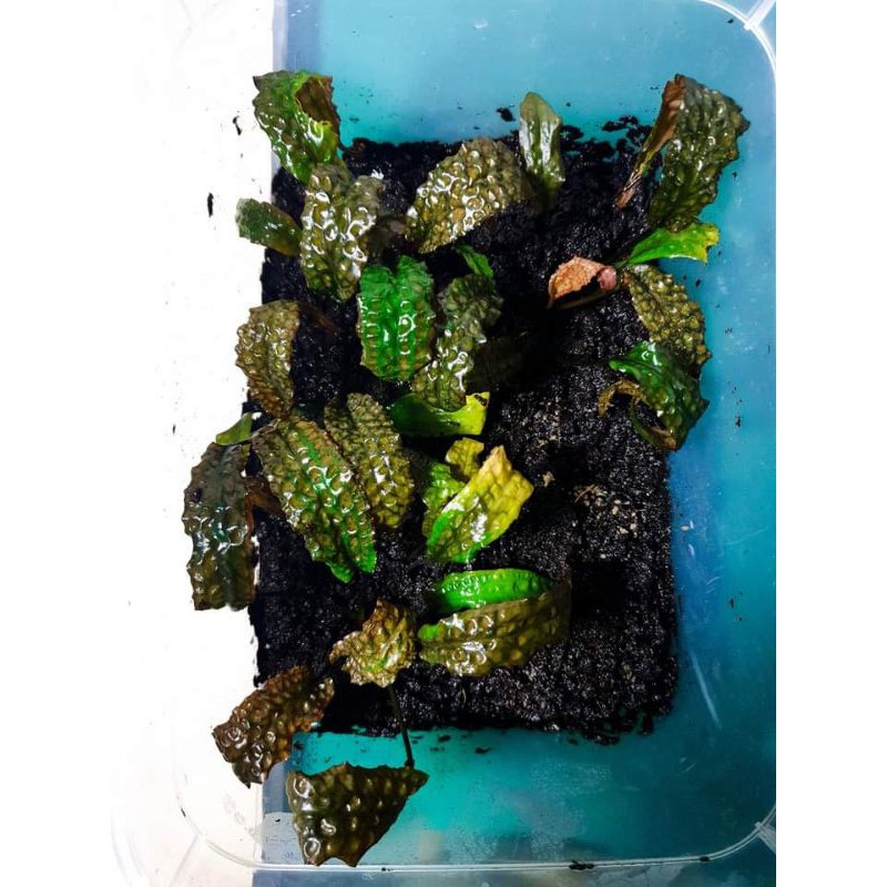 cryptocoryne striolata