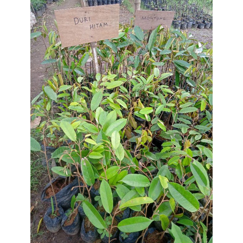 

DURIAN HITAM MURAH TERLARIS