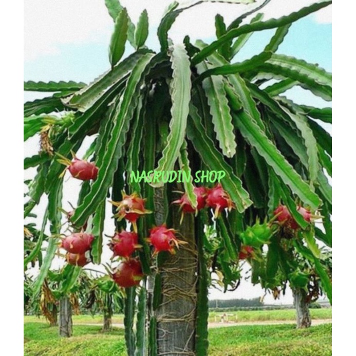 BIBIT BUAH NAGA 1KG BIBIT STEK BUAH NAGA BIBIT NAGA BIBIT TANAMAN NAGA KAKTUS NAGA Fresh