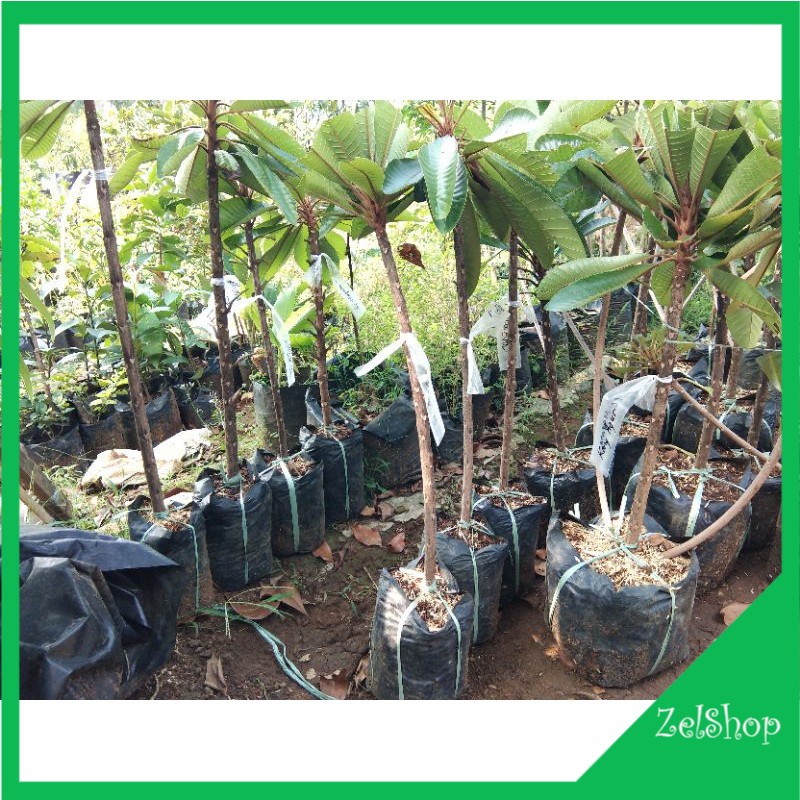 Bibit Sawo Meksiko Mamey Sapote Lorito / Sawo Raksasa Loreto FC