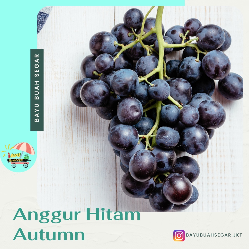 

Buah Anggur Hitam Autumn Segar