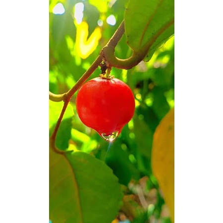 

buah asam Gelobi / buah Cermai / buah Rukam