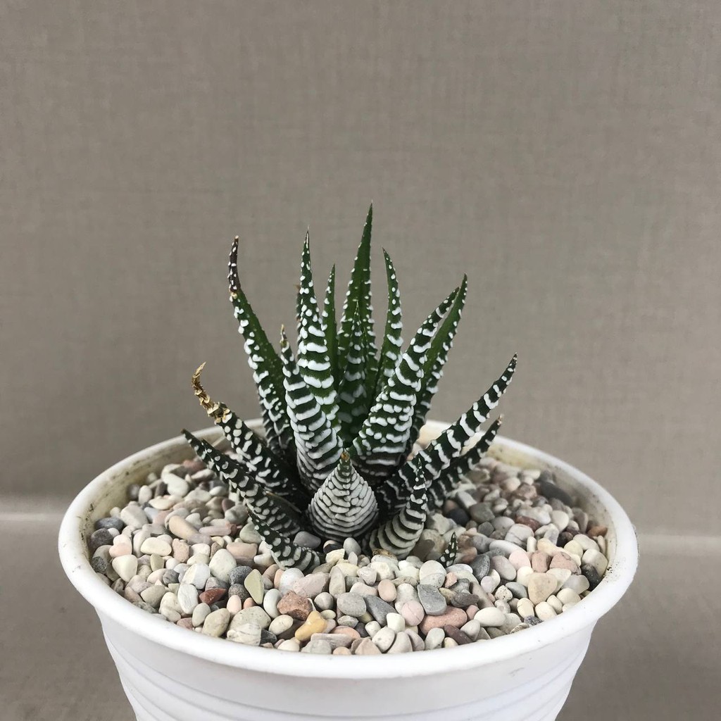 Kaktus Sukulen (Haworthia Zebra) Tanaman Hias Hidup