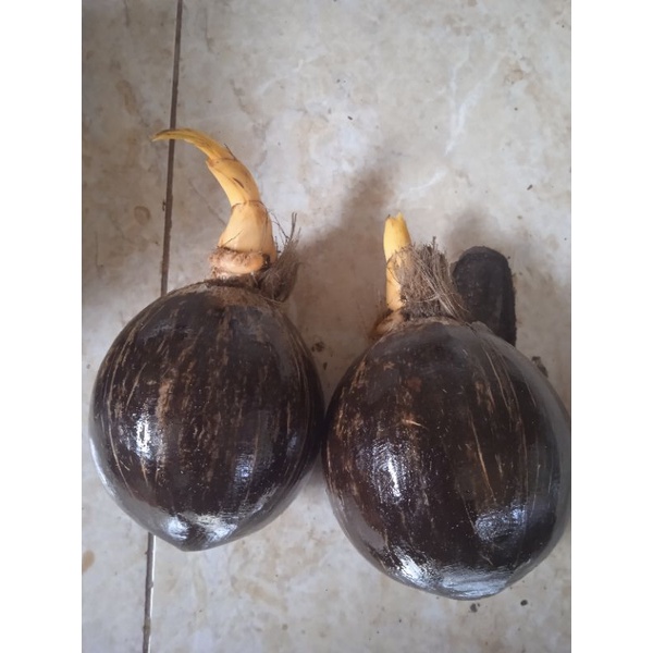 Bahan bonsai kelapa gading kuning / Orange