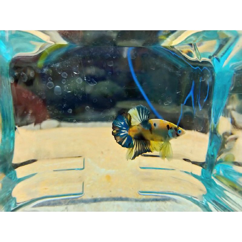 Betta/Cupang Yellow base/Yellow Koi