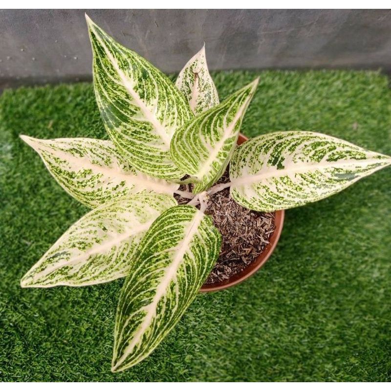 Bibit/anakan Aglonema legacy putih