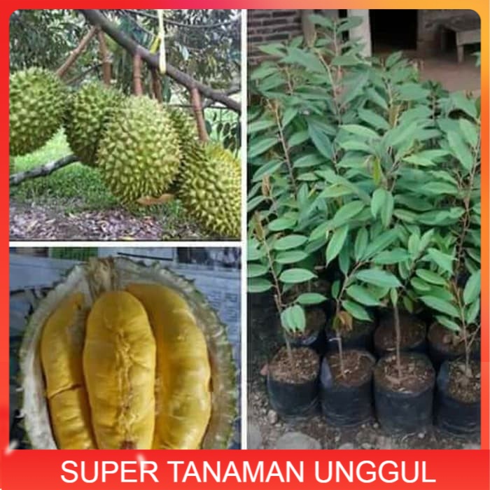 Bibit Buah Durian Musang King Asli