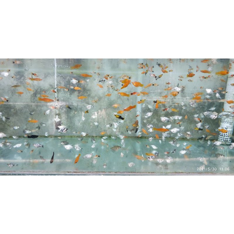 Ikan Hias Kecil Cantik Murah