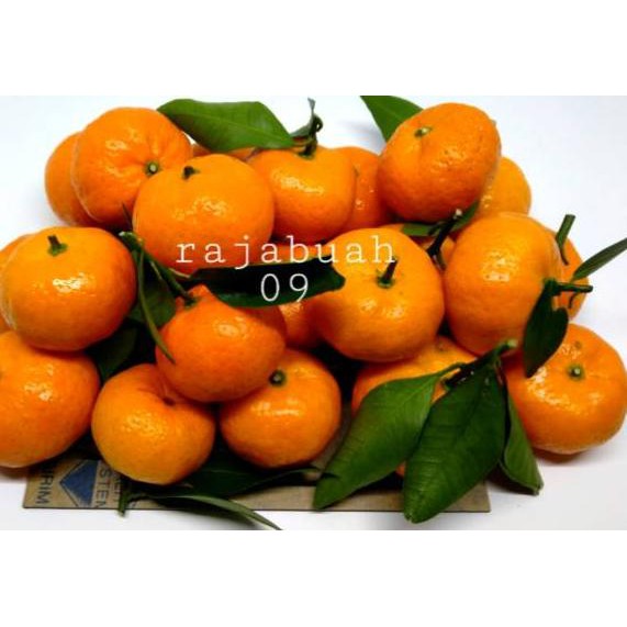 

sr BDS Buah Jeruk Santang Manis Fresh / Jeruk Santang 500 Gram UR Promoー