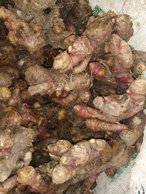 

jahe merah Medan 1 kg/jahe merah segar/jahe merah fresh masih ada tanah