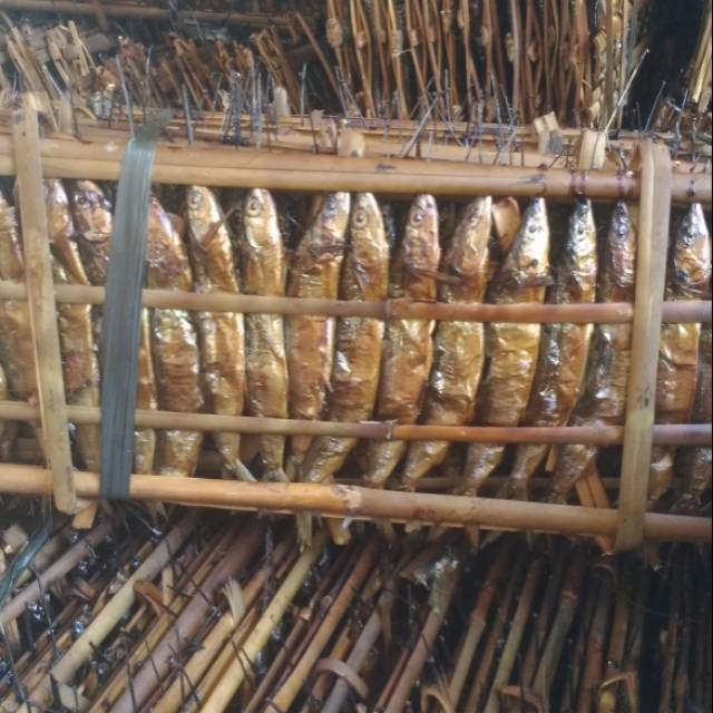

Ikan roa manado