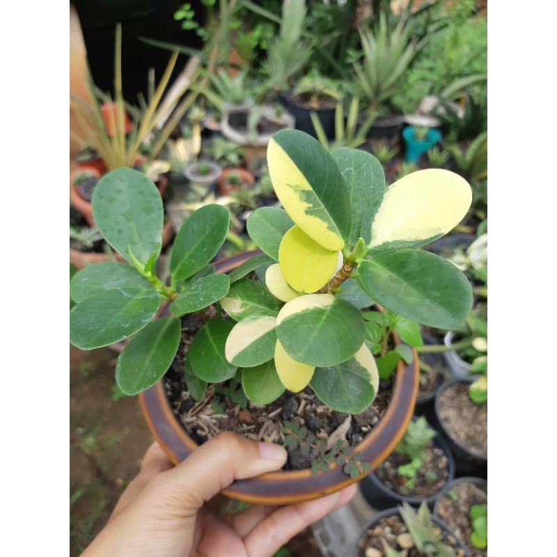 Tanaman Hias Ficus Coreana Original( Beringin Korea)varigata