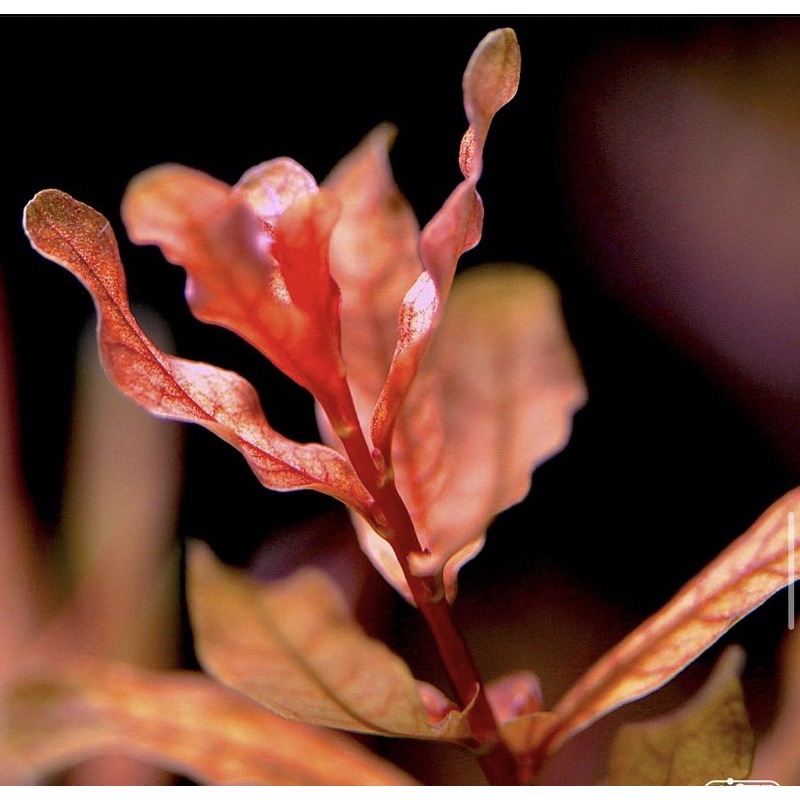 Ludwigia inclinata brown ( tanaman aquascape )