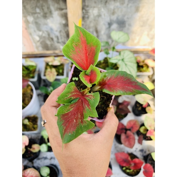 Caladium Red Peacock