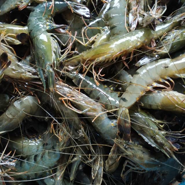 

Udang windu