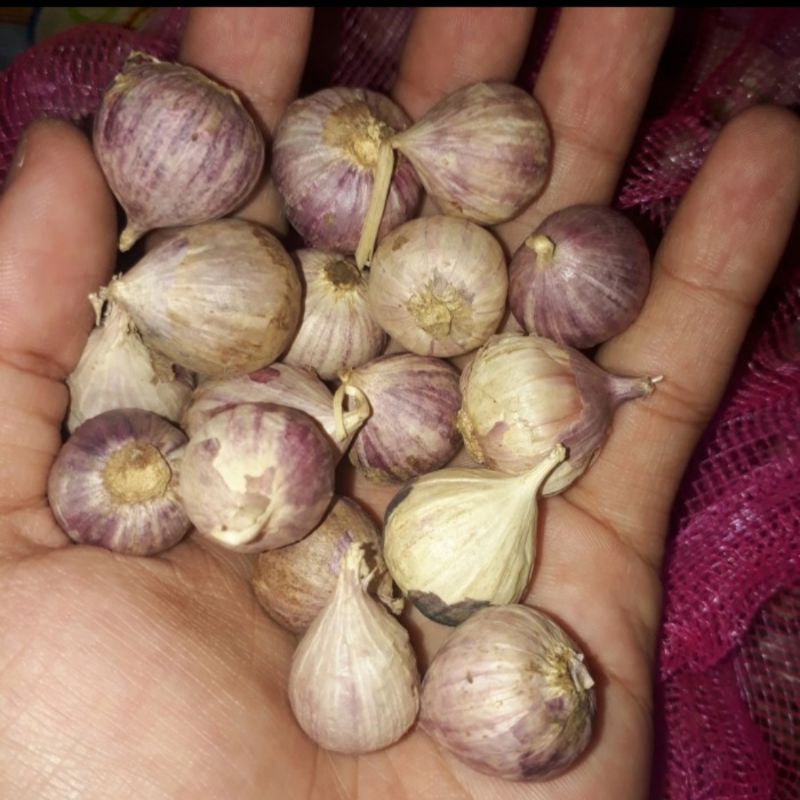 

BAWANG PUTIH TUNGGAL/FRESS 1KG KECIL