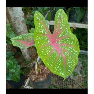 Tanaman Keladi Polka Green Shopee Indonesia