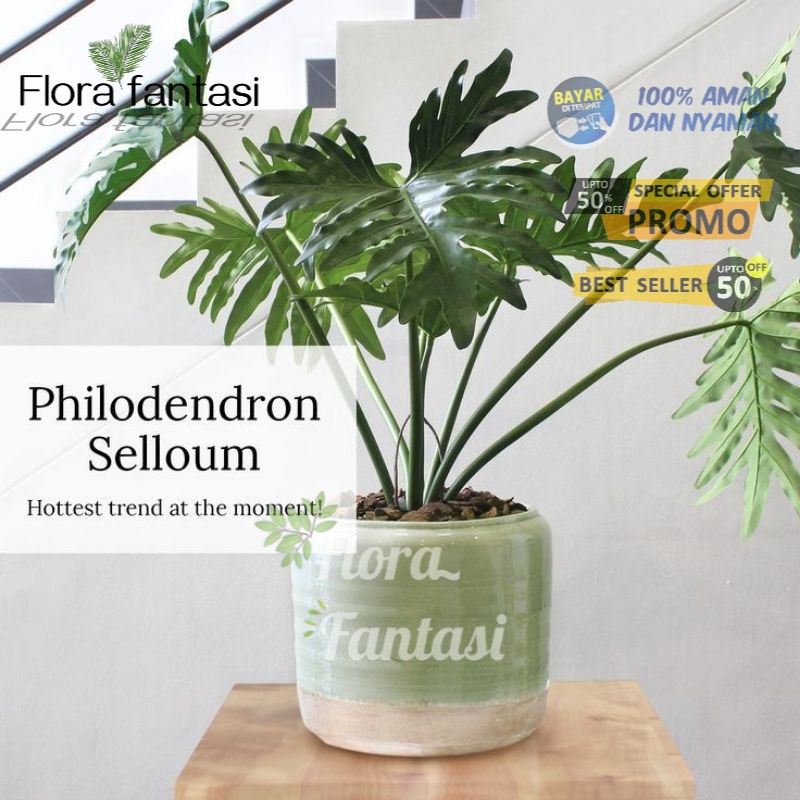 PROMO!! Tanaman Hias Philodendron - Philodendron Selloum - Philo Selloum - Philo Jari - Monstera ( T