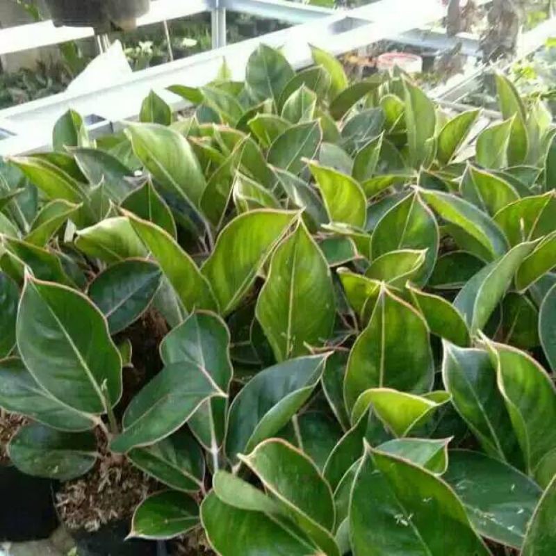 Tanaman hias aglonema- jenis aglonema palembinggo