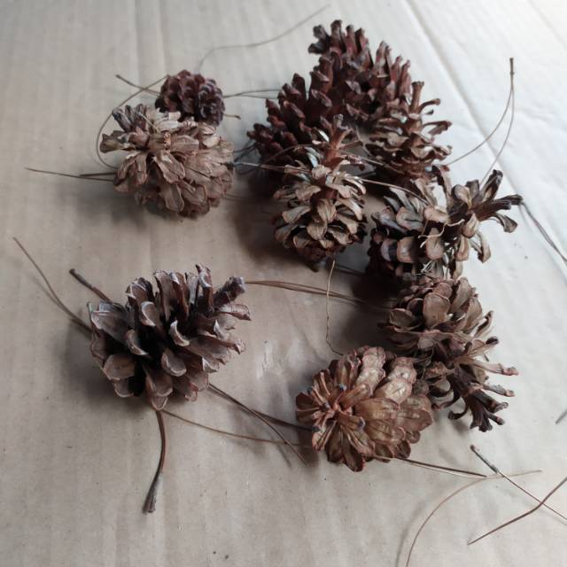  Bunga  Pinus  Kering Kecil Shopee Indonesia