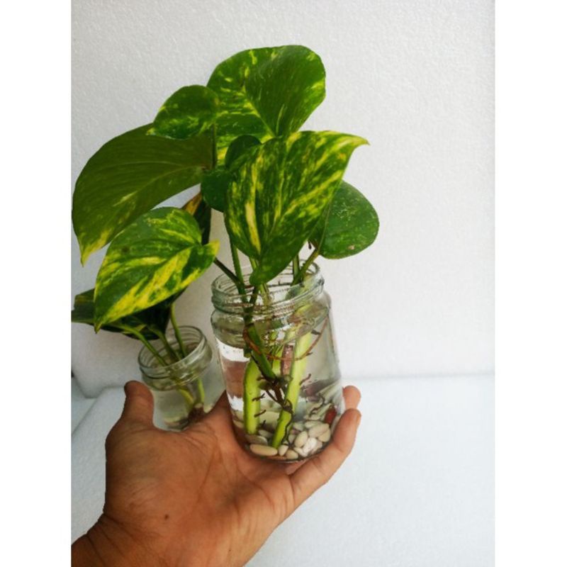 Vas Bunga kaca bening + Batu alam / Vas bunga hidup / Dekorasi ruangan / Vas kaca